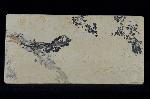 Leptolepides sprattiformis (BLAINVILLE 1818) - Bild &copy; FossNet FossilienStore